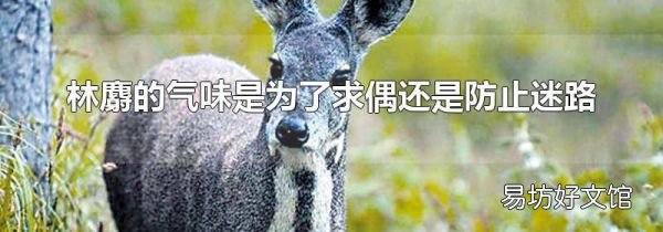 林麝的气味是为了求偶还是防止迷路