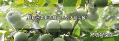 核桃水弄到衣服上怎么才能洗掉?