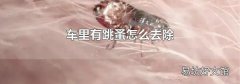 车里有跳蚤怎么去除