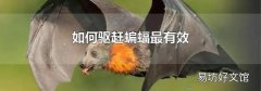 如何驱赶蝙蝠最有效