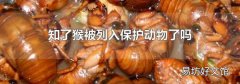 知了猴被列入保护动物了吗