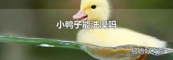 小鴨子能洗澡嗎
