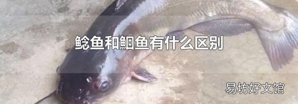 鲶鱼和鮰鱼有什么区别