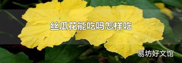 丝瓜花能吃吗怎样吃