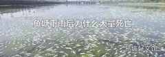 鱼塘下雨后为什么大量死亡
