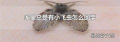 家里总是有小飞虫怎么回事