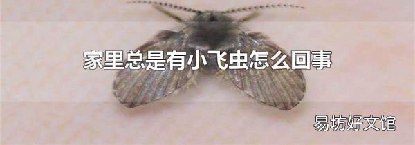 家里总是有小飞虫怎么回事