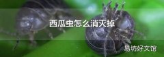 西瓜虫怎么消灭掉