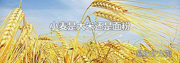 小麦是大米还是面粉