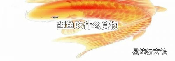 鲤鱼吃什么食物