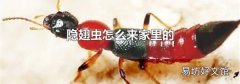 隐翅虫怎么来家里的