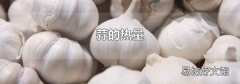 蒜的热量