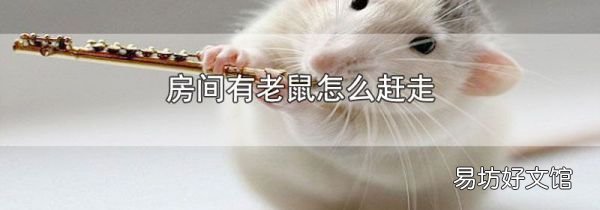 房间有老鼠怎么赶走