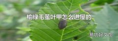 榆绿毛萤叶甲怎么进屋的