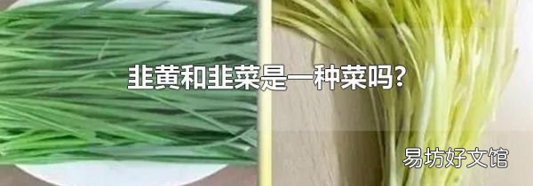 韭黃和韭菜是一種菜嗎?
