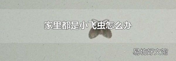 家里都是小飞虫怎么办