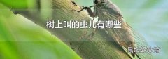 树上叫的虫儿有哪些