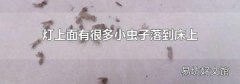 灯上面有很多小虫子落到床上