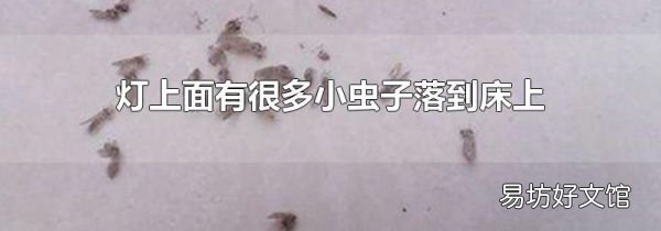 灯上面有很多小虫子落到床上