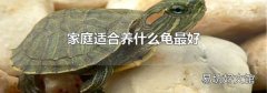 家庭适合养什么龟最好