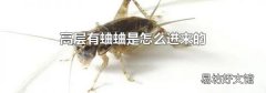 高层有蛐蛐是怎么进来的