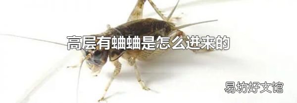 高层有蛐蛐是怎么进来的