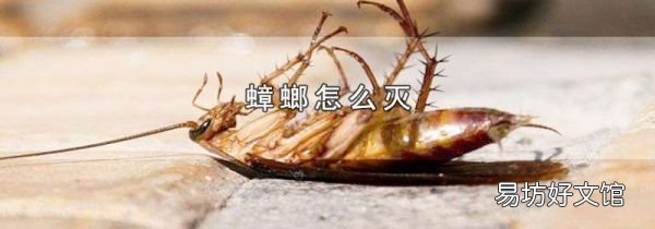 蟑螂怎么灭