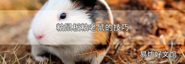 粘鼠板粘老鼠的技巧