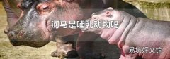 河马是哺乳动物吗
