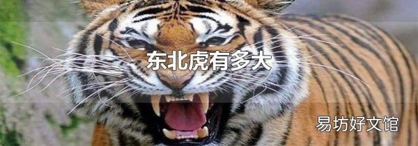 東北虎有多大