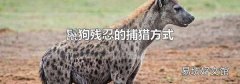 鬣狗残忍的捕猎方式
