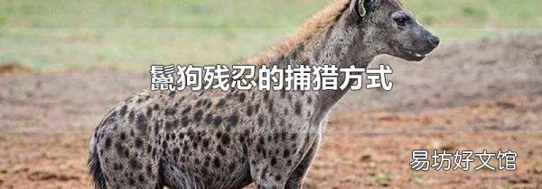 鬣狗残忍的捕猎方式
