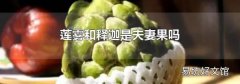 莲雾和释迦是夫妻果吗