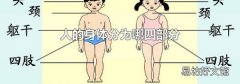 人的身体分为哪四部分