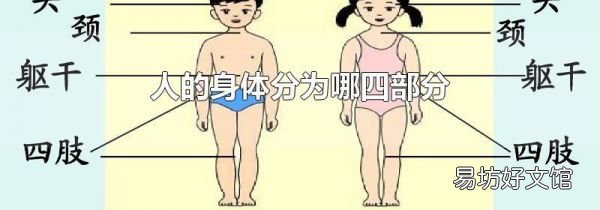 人的身体分为哪四部分