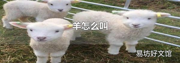 羊怎么叫