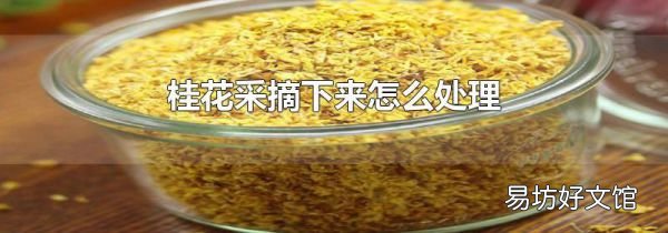 桂花采摘下來怎么處理