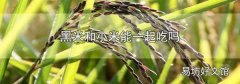 黑米和小米能一起吃吗