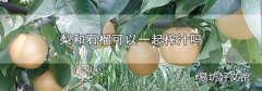 梨和石榴可以一起榨汁吗