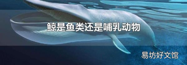 鲸是鱼类还是哺乳动物
