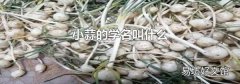 小蒜的学名叫什么