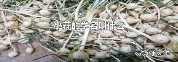 小蒜的学名叫什么