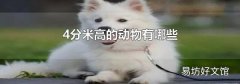4分米高的动物有哪些