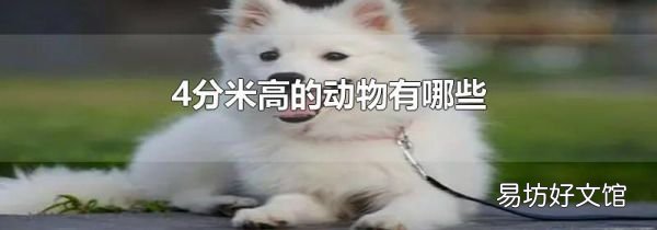 4分米高的动物有哪些