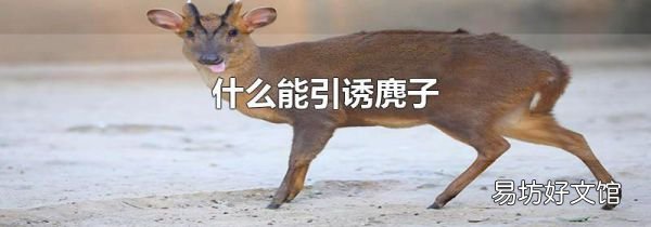 什么能引诱麂子