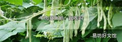 牛肉豆角能一起吃吗