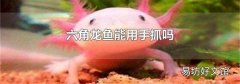 六角龙鱼能用手抓吗