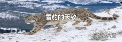 雪豹的天敌