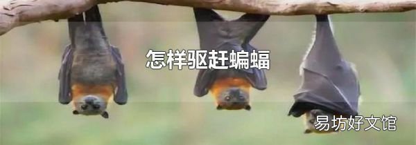 怎样驱赶蝙蝠