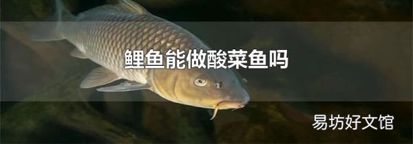 鲤鱼能做酸菜鱼吗